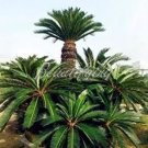 50 seeds Sago Cycas Seeds