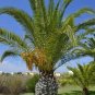 50 seeds Sago Cycas Seeds