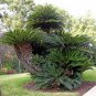50 seeds Sago Cycas Seeds