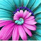 30 seeds Spiral Daisy Seeds - Rainbow Color