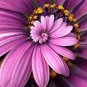 30 seeds Spiral Daisy Seeds - Rainbow Color