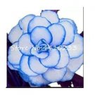 100 seeds Begonia Seeds - White Double Flowers with Blue Edge