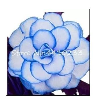 100 seeds Begonia Seeds - White Double Flowers with Blue Edge