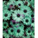 100 seeds Gerbera Daisy Seeds Hybrid - Apple Green Flowers with Purplish Black Centre