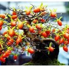 20 seeds Dwarf Persimmon Seeds Bonsai Mini Fruits
