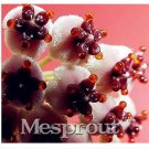 100 seeds Hoya Carnosa Seeds - White and Dark Red Bi-color