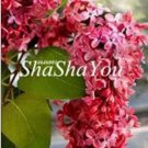 50 seeds Syringa Linn Seeds
