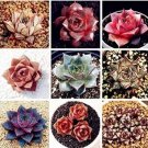 100 seeds Echeveria Purpusorum Seeds - Mixed