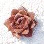 100 seeds Echeveria Purpusorum Seeds - Mixed