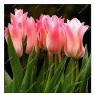 100 seeds Tulips Seeds - Water Pink Colors