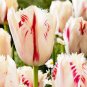 100 seeds Tulips Seeds - Water Pink Colors