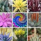 500 seeds Charming Aloe Mix Seeds