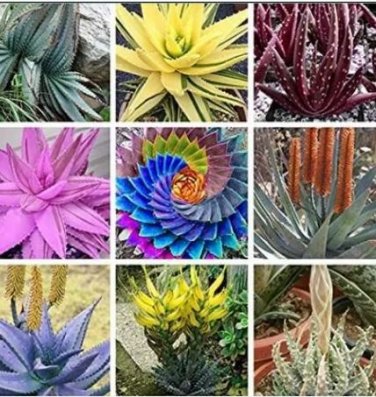500 seeds Charming Aloe Mix Seeds