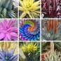 500 seeds Charming Aloe Mix Seeds