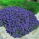 500 seeds Creeping Thyme Seeds Rock CRESS - Purplish Blue Flowers