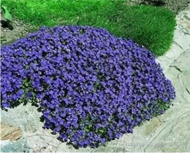 500 seeds Creeping Thyme Seeds Rock CRESS - Purplish Blue Flowers
