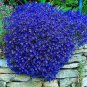 500 seeds Creeping Thyme Seeds Rock CRESS - Purplish Blue Flowers