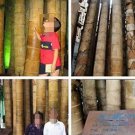 100 seeds Huge Dragon Bamboo Giant Bambu Tree Seeds
