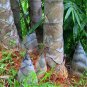 100 seeds Huge Dragon Bamboo Giant Bambu Tree Seeds