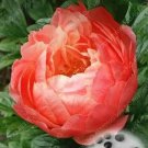 20 seeds Perennial Peony Flowers Seeds - Rose Pink to Whitish Pink Double Ball Flowers