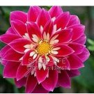 50 seeds Red Dahlias Seeds