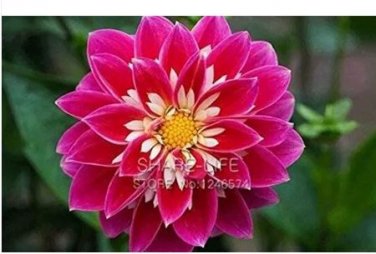 50 seeds Red Dahlias Seeds