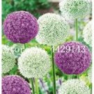 100 seeds Giant Allium Plant Seeds - Mixed Light Purple and White Colors