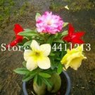 1 seeds Desert Rose Seeds - Colorful