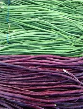 100 seeds Vigna sinensis Seeds Yard Long Bean Mixed Red and Green Color