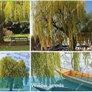 50PCS Giant Willow Tree Seeds