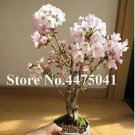 10 seeds Mini Bonsai Sakura Flower Seeds - Whitish Light Pink Flowers