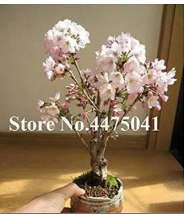 10 seeds Mini Bonsai Sakura Flower Seeds - Whitish Light Pink Flowers