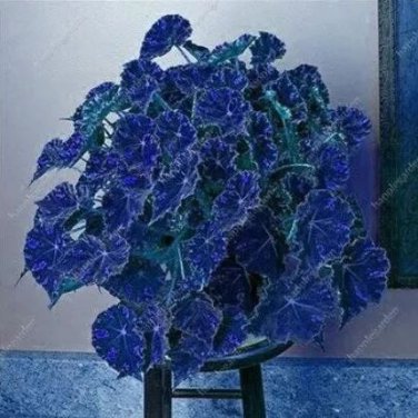 100 seeds Janpanse Bonsai Coleus Plants Seeds - Sea Blue Colors