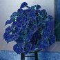 100 seeds Janpanse Bonsai Coleus Plants Seeds - Sea Blue Colors