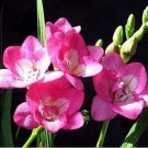 20 seeds Freesia Flower Seeds - Rose Pink Flowers