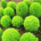 500 seeds Kochia scoparia Seeds Burning Bush - Bright Green Color