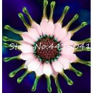 100 seeds Osteospermum Seeds - Spider Type Green to Golden to Light Pink Flowers