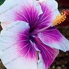 100 seeds Hibiscus Seeds - White to Purple to Dark Purple Big Flowers