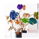 100 seeds Palm Turtle Leaves Seeds - Mixed