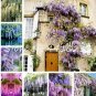 10 seeds Wisteria Seeds - Mixed Purple White Blue Light-Purple Pink Whitish-Purple Colors