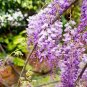 10 seeds Wisteria Seeds - Mixed Purple White Blue Light-Purple Pink Whitish-Purple Colors