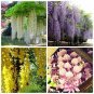 10 seeds Wisteria Seeds - Mixed Purple White Blue Light-Purple Pink Whitish-Purple Colors