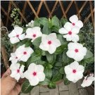 100 seeds Periwinkle Seeds - White Flowers Single Petals