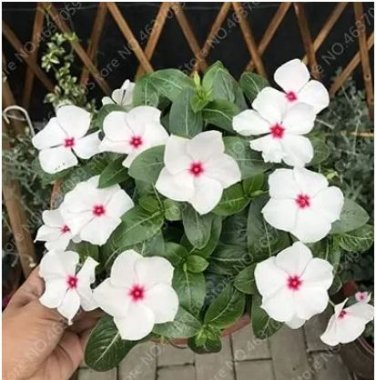 100 seeds Periwinkle Seeds - White Flowers Single Petals