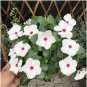 100 seeds Periwinkle Seeds - White Flowers Single Petals