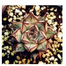100 seeds Echeveria Purpusorum Seeds Fresh Ones