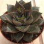 100 seeds Echeveria Purpusorum Seeds Fresh Ones