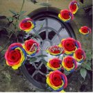 100 seeds Hybrid Rainbow Rose Seeds
