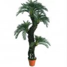 10 seeds Dracaena Seeds