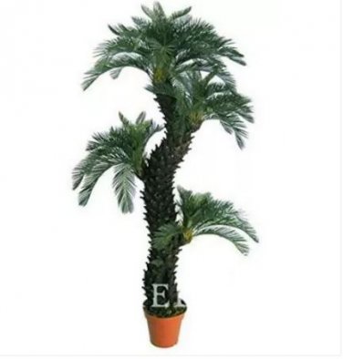 10 seeds Dracaena Seeds